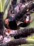 COCCINELE VIRGULE PARVICORNIS 002